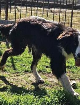 GORDON - quirlig-fröhlicher Junghund - Aerzen