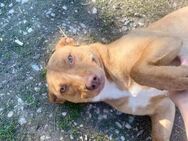 VIKI sucht Ihre Menschen, Familienhund - Gelnhausen
