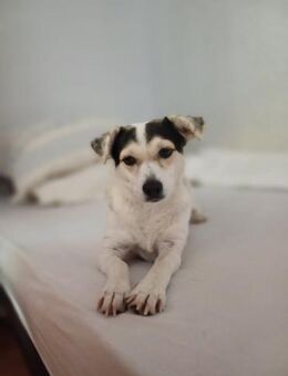 süße Roksy kaum 40 cm groß - Augsburg