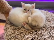 Süsse Kitten suchen ein neues zu hause. Rassenkitten BKH MISCHUNG KATZE - Einbeck