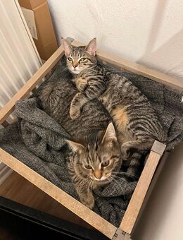 Kitten in liebevolle Hände abzugeben - Haßloch