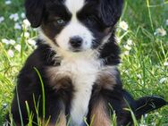 Toy -/ Miniature Australian Shepherd Welpen - Moosburg (Isar)
