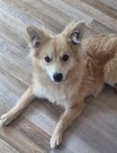 Zwerg/Kleinspitz sucht neues zu Hause in 52511