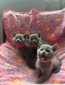 Russisch blau kitten - Berlin Lichtenberg