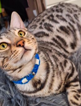 Bengal Kater such neues Zuhause - Pfungstadt