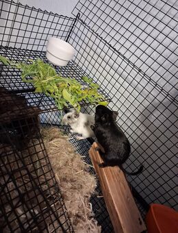 Degu Mädchen - Eschweiler