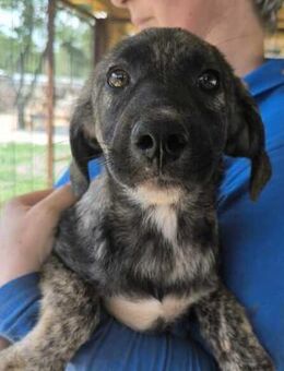 SMOKI~zuckersüß mit toller Fellzeichnung - Duisburg