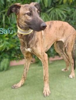 Salu- liebevoll und sanft 12/23 ESP - Ruppertsecken