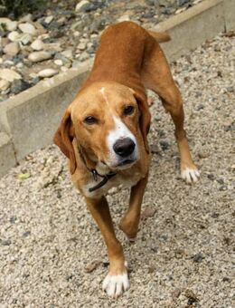 Bark wünscht sichein liebevolles Zuhause - Schwabach