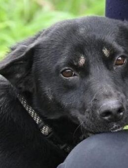 NERO musste an der Kette leben - Gefrees