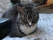 Lieber Billy sucht seine Familie - Margetshöchheim