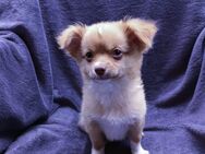 Wunderschöne Langhaar Chihuahua Rüden! - Gladbeck