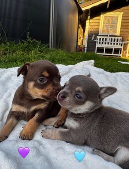 Bezaubernde Chihuahua Welpen in Lilac & Schokotan - Schnaittach