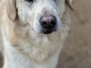 PINKO - die liebsten Augen der Welt - Dänischenhagen