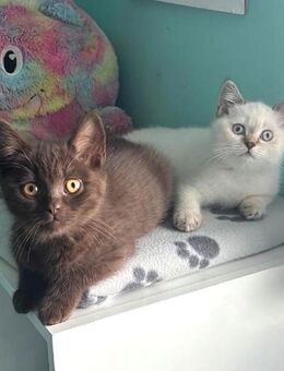 BKH Kitten Bärchen - Ludwigshafen (Rhein)
