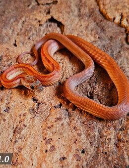 Tessera Striped - Schwelm