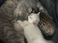 2 von 4 Bkh Kitten suchen liebevolles zu Hause - Bad Emstal
