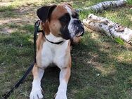 Mopsi - Boxerjunge wartet - PLZ 29410 - Bad Oeynhausen
