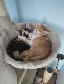 Süße Devon Rex Mix-Kätzchen suchen liebevolle Menschen!** (Besonderes Aussehen, ungewöhnliche Wollstruktur.) - Mönchengladbach