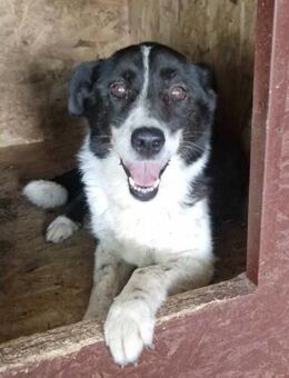 Lovely muss dringend aus dem Shelter - Blankenheim (Nordrhein-Westfalen)