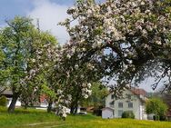 vermietet wird eine freundliche 4 Zimmer Wohnung im Ortsteil Oberalpfen bei Waldshut-Tiengen - Waldshut-Tiengen