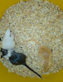 Wüstenrennmäuse - Bissendorf