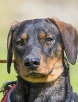 Bütyök-SI, sucht sicheren Hafen! - Neustadt (Rübenberge)