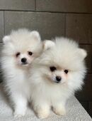 Pomerania/Zwergspitz Welpen Weiß Teddy in 04318