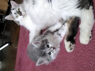 Bkk Mischling Babykatzen Kätzchen - Aalen