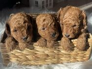 Toypudel Welpen von perfekten Elterntiere - Bramsche