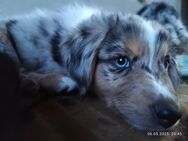 Australian Shepherd x Australian Shepherd/Aussiedor Mix - Großdubrau