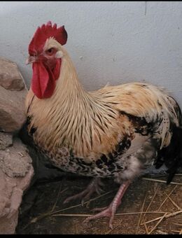 Hahn sucht neues zuhause - Vinningen