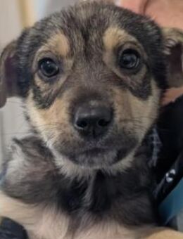 zauberhaftes Welpenmädchen June - Kallmünz