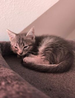 Kitten in liebevolle Hände abzugeben - Sankt Augustin