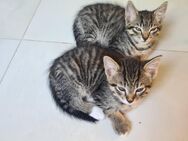 Katzen abzugeben - Göppingen Zentrum