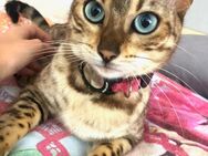 Bezaubernde Bengal Katzen suchen ein neues Zuhause! - Duingen