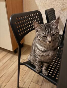 2 junge Katzen Damen - Berlin