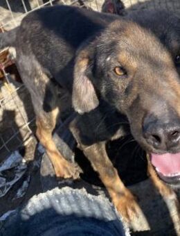 Charlie - freundlich und verträglich - Westerholt