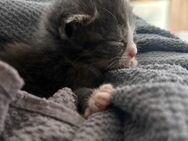 Jungkatzen ,Katzenkinder abzugeben - Wanderup