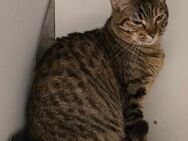 Liebe Roxy sucht ihr Zuhause - Margetshöchheim