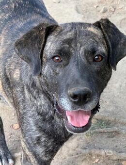 Ulli, ein ganz liebevoller Rüde❤️ - Sindelfingen