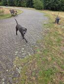 Cane Corso Weibchen in 28777