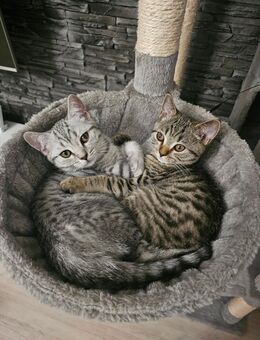 2 BKH-Kitten (männlich), verspielt – sofort abholbereit - Wertheim