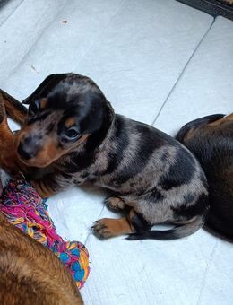 Zwergdackel Welpen - Bocholt Zentrum