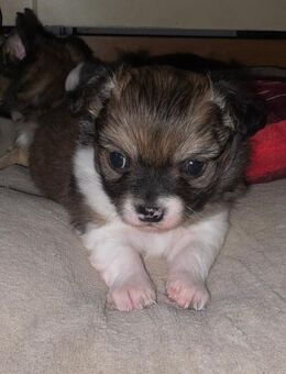 Chihuahua-Welpen suchen eigenes Körbchen - Marienheide