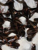 1/2 kg adulte argentinische Waldschaben ( Blaptica dubia) 20 EUR in 07343