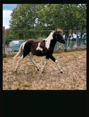 Lewitzer Stute Schecke in 57627