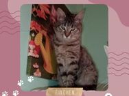 Katze Finchen sucht ihre lieben Menschen - Lalendorf