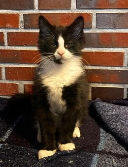 Zauberhaftes Maine Coon Katerchen Kitten - Stadland