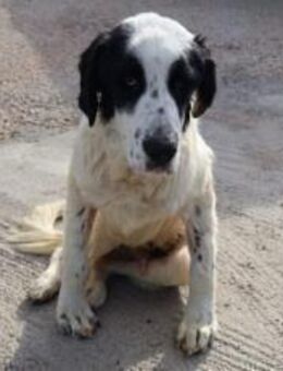 Sanfter Riese Otis such ein Zuhause - München